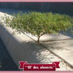 ol der oluverir