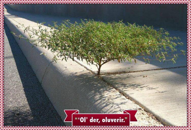 ol der oluverir